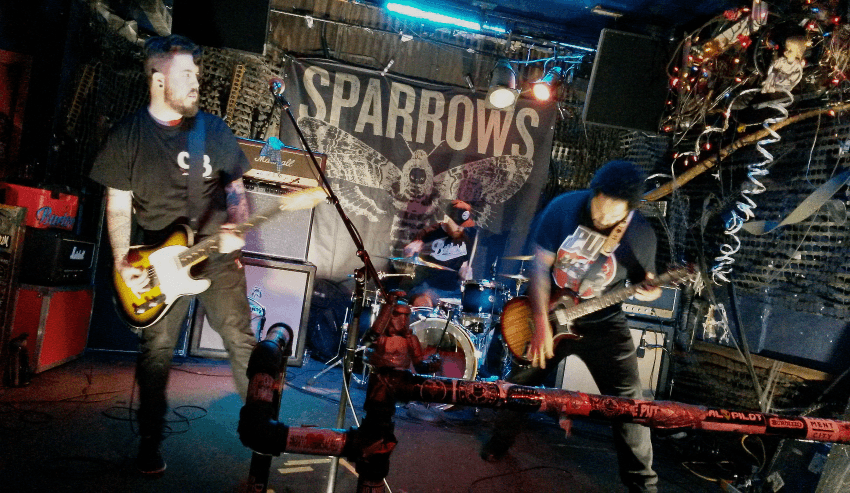 Sparrows