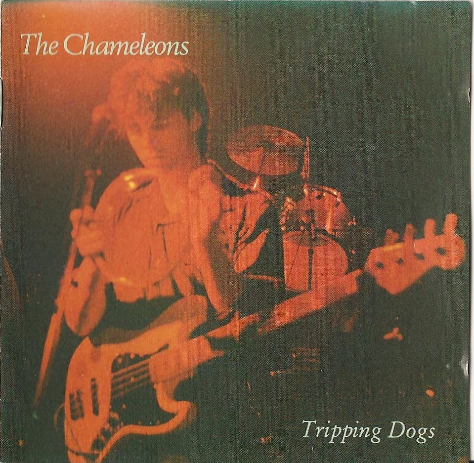 Tripping Dogs